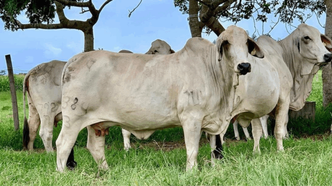 hembras Brahman