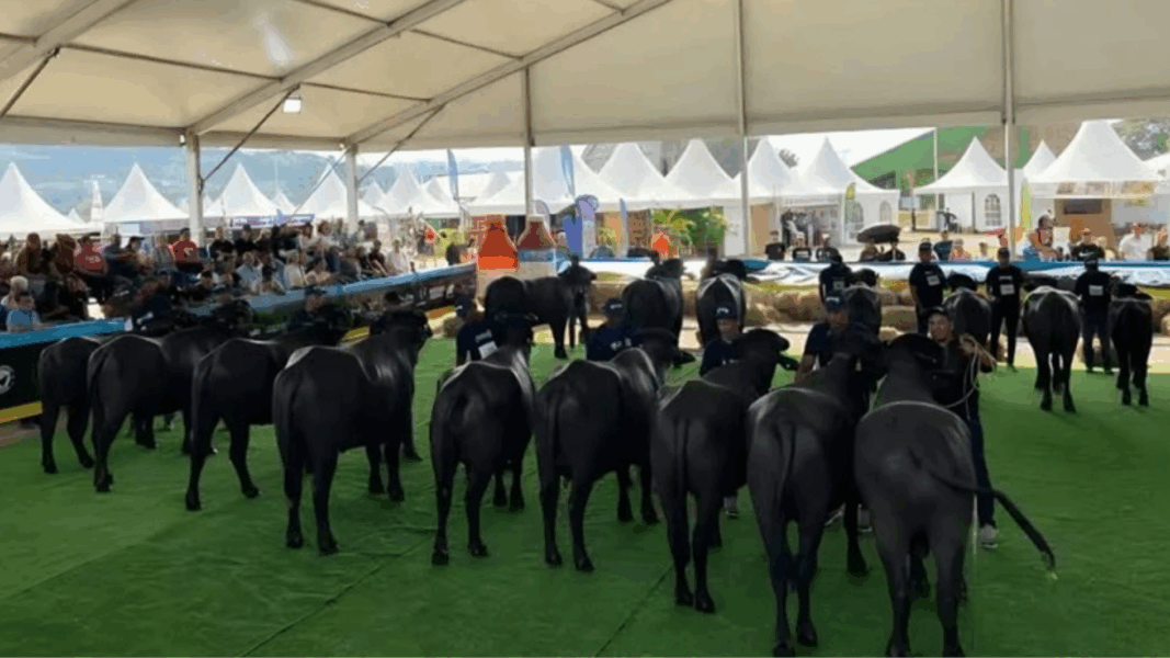 Apure se convierte en la capital mundial del búfalo