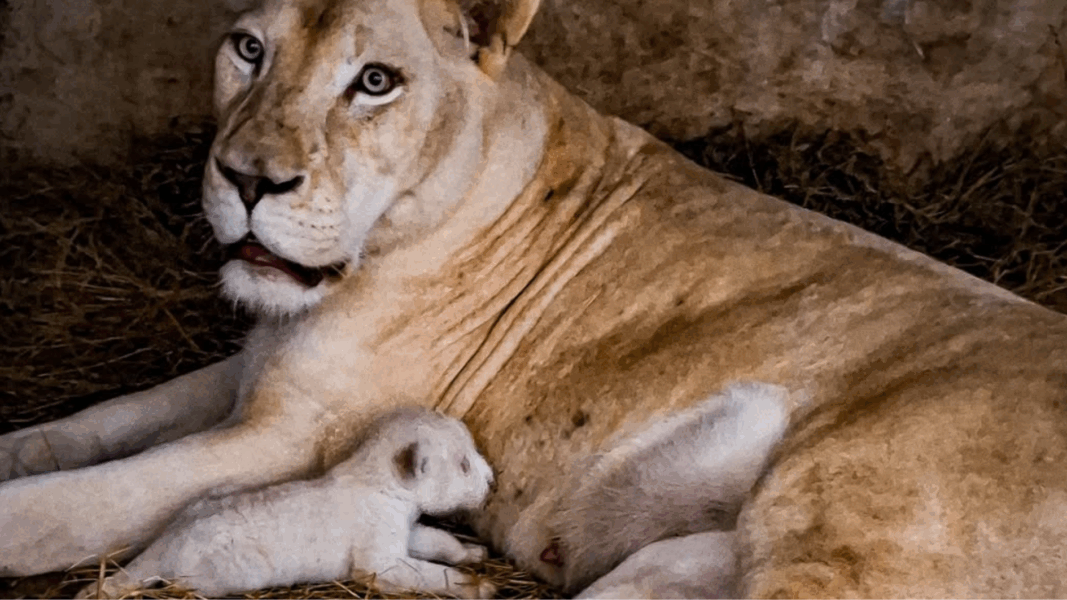 ¿Qué ocurrió con el león blanco recién nacido en zoológico de Maracay?
