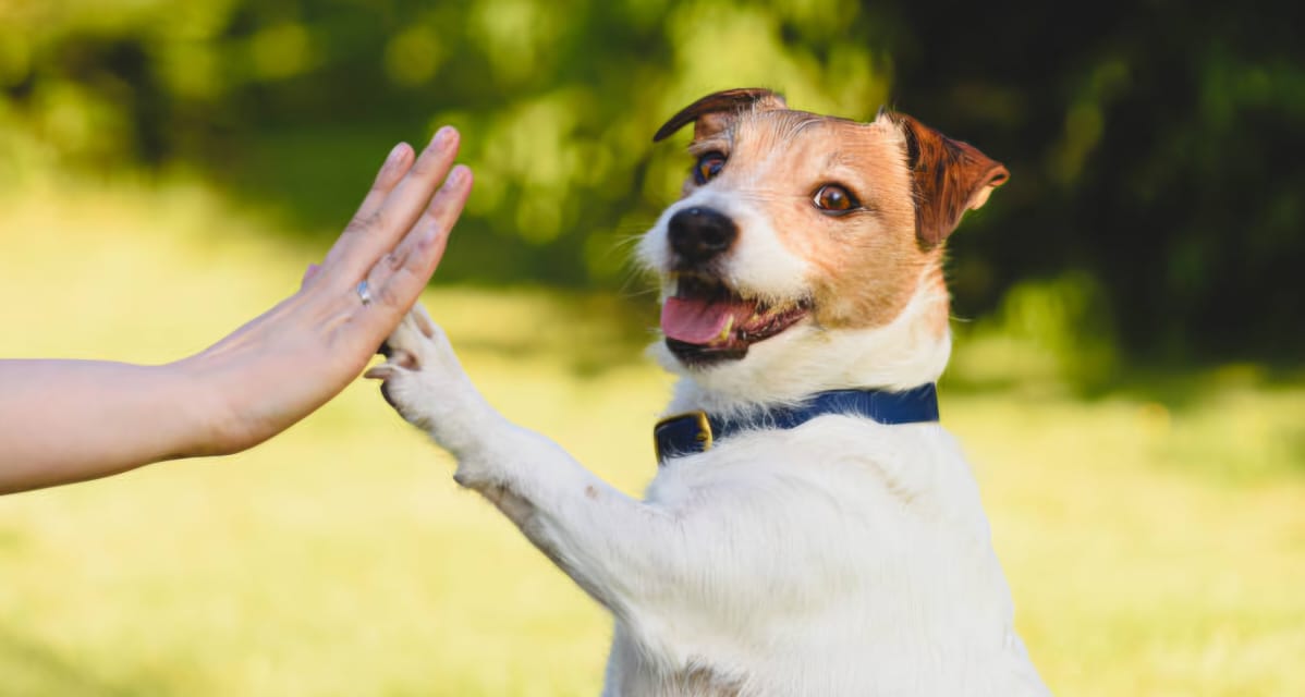 ¿Tu perro te toca con la pata? Descubre el mensaje detrás del gesto