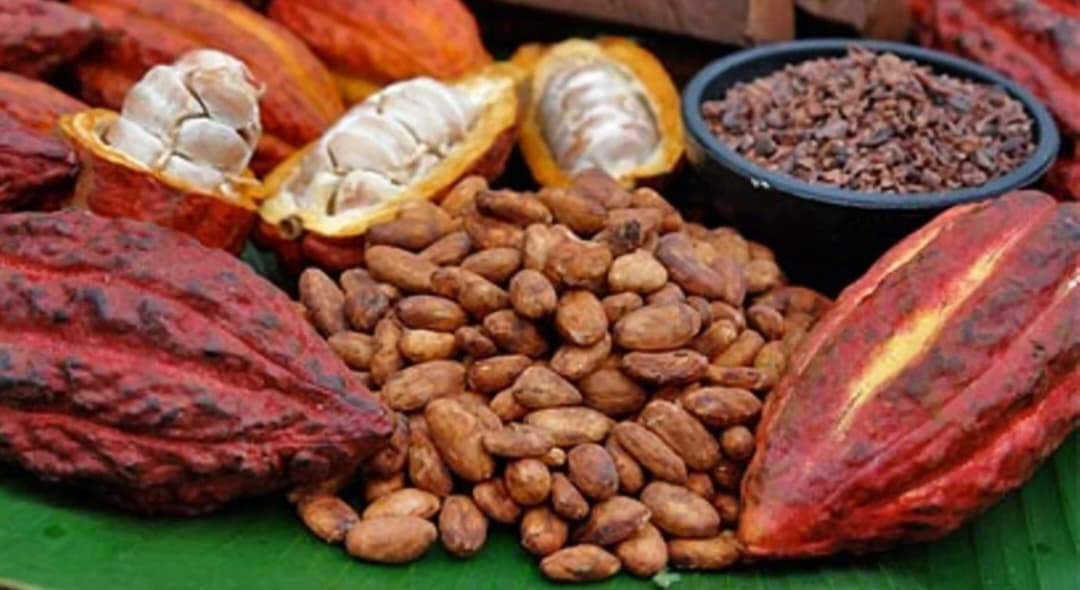 El cacao venezolano se abre paso en el mundo