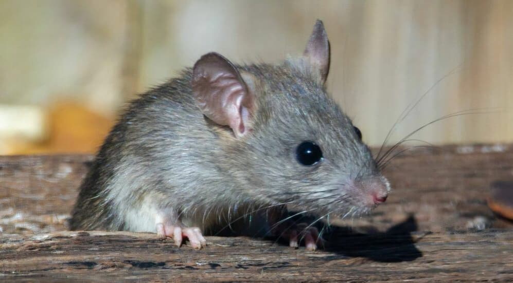 Salud de Washington emite advertencia por roedores en sistemas de drenaje