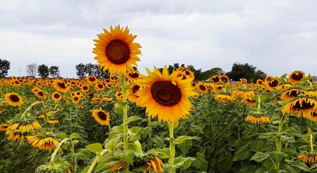 Portuguesa se prepara para la Feria del Girasol 2026