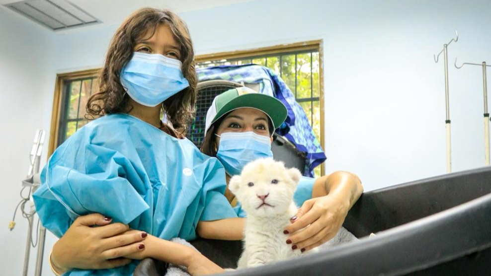 El Zoológico de Maracay celebra el nacimiento de dos crías de león blanco