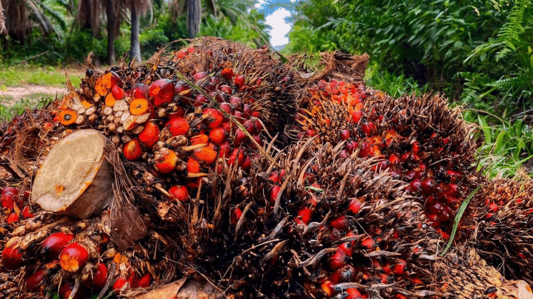 Venezuela alcanza el 100% de autoabastecimiento en aceite de palma