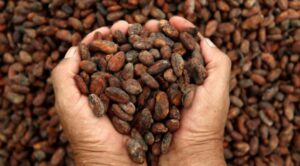 cacao