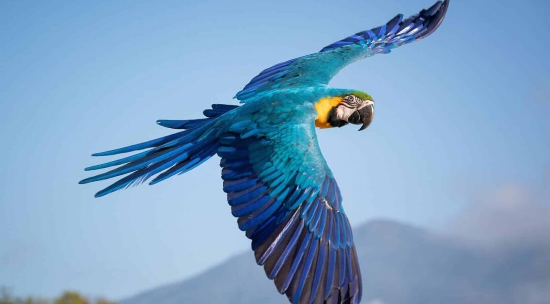 Venezuela apuesta por el aviturismo como motor de desarrollo sostenible