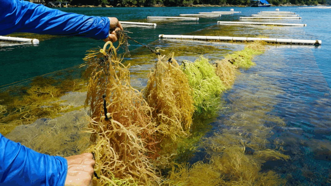 Venezuela exporta más de 300 toneladas de algas a Chile y Túnez