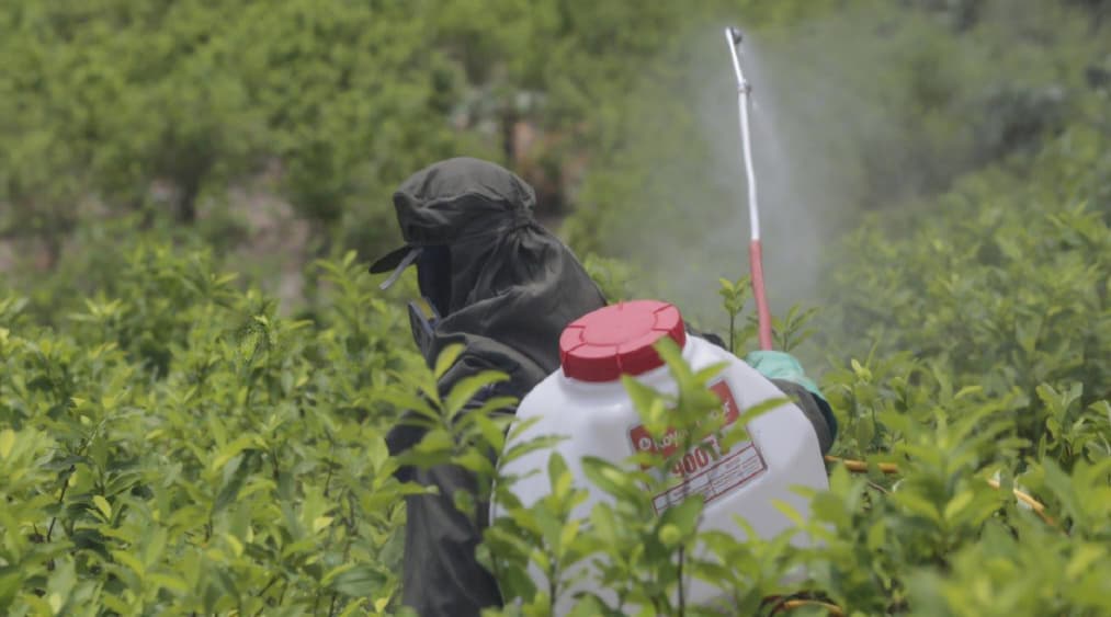 Colombia retoma fumigaciones con glifosato usando drones para erradicar coca