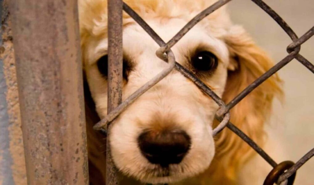 Proteccionistas llevarán a la AN propuesta para castigar el maltrato animal con penas de cárcel
