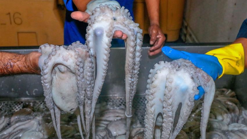 La Guaira exporta más de 100 mil kilos de pulpo