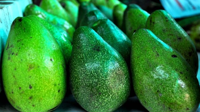 El aguacate de Yaracuy recibe su certificado IGP