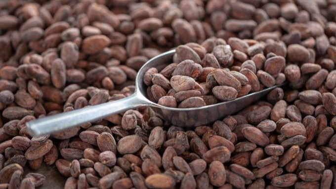 Cacao de Carabobo gana medalla en Ámsterdam