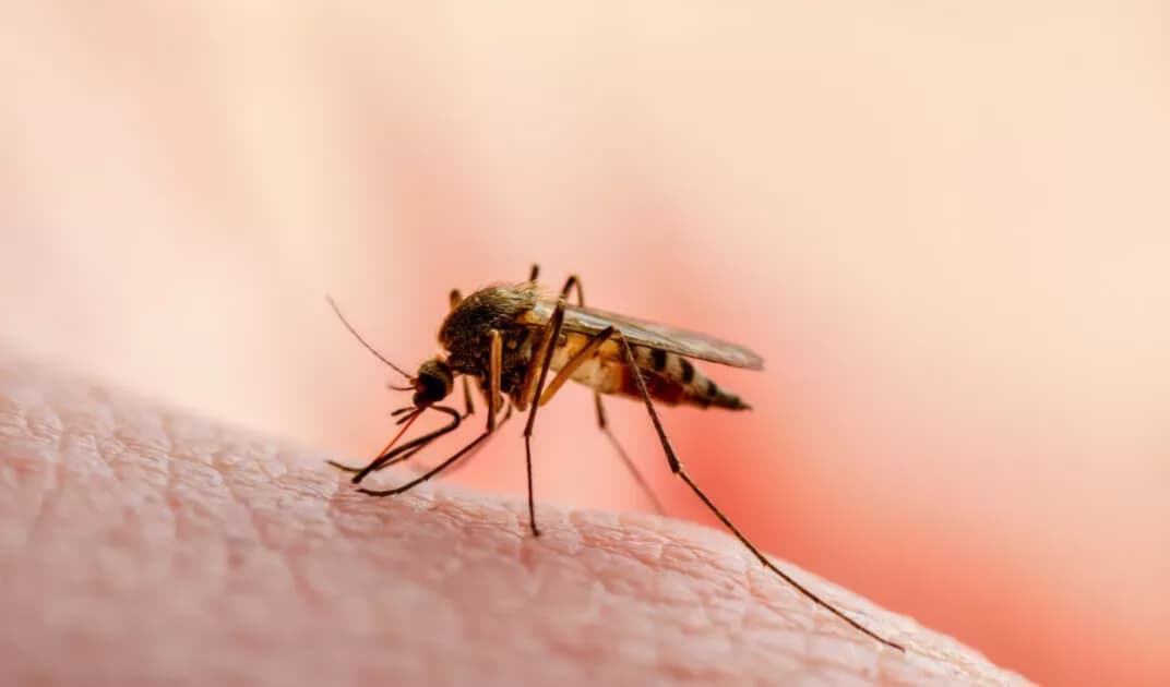 Honduras reporta más de mil 300 casos de dengue y mantiene alerta epidemiológica