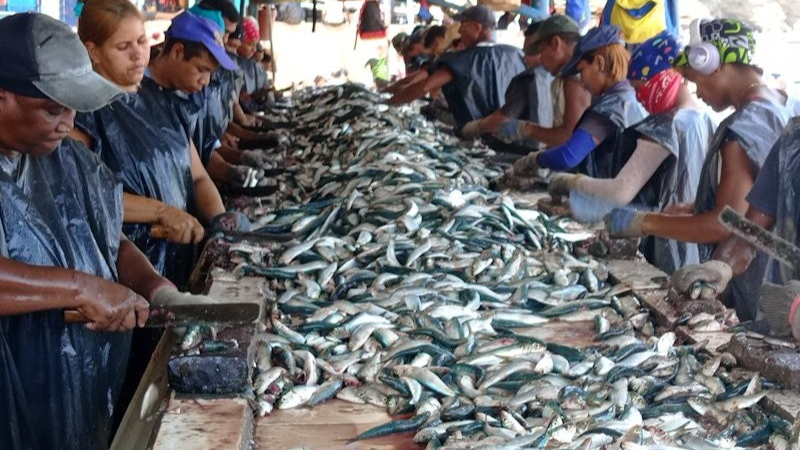 El motor sardinero de Sucre alimenta a millones de venezolanos