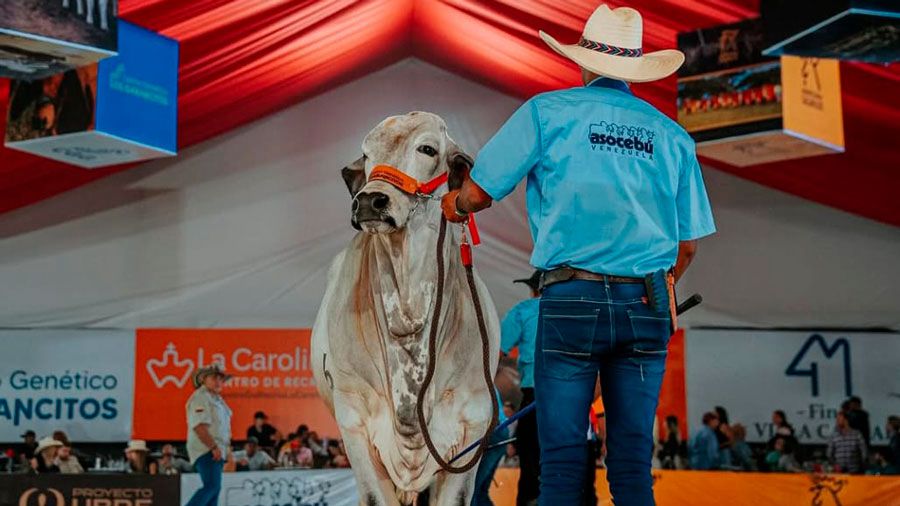​Arranca en Carabobo la XLIX Feria Nacional del Cebú: Una vitrina de la excelencia ganadera venezolana