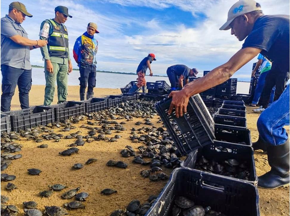 Minec libera más de 7.600 tortugas en Bolívar