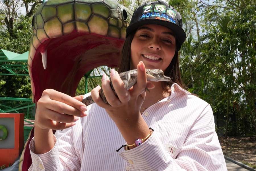 ​Logro conservacionista en Carabobo: Nacen 23 ejemplares de Caimán del Orinoco