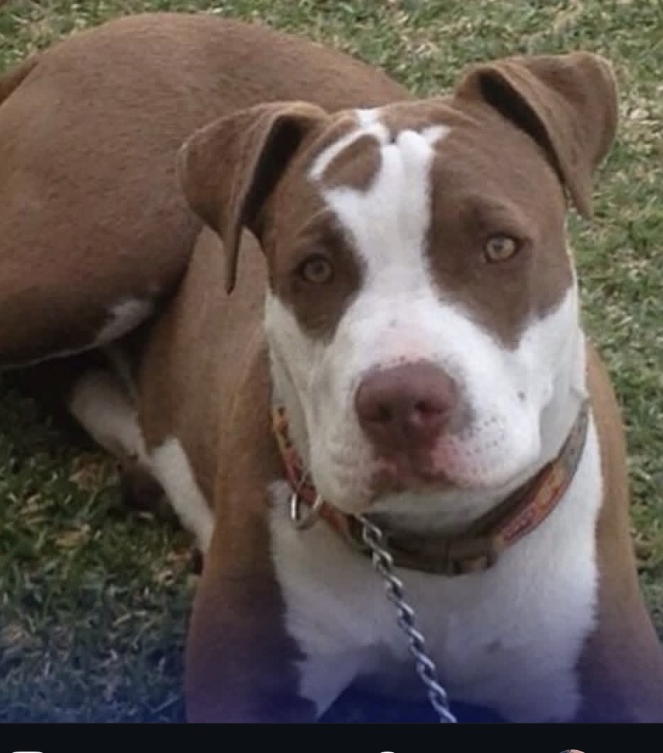 Tragedia en La Guaira: Dueño de un pitbull muere tras ser atacado por su propia mascota al intentar salvar a una estudiante