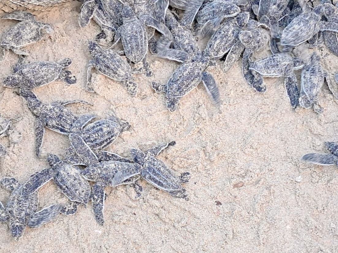 Nacen 56 tortugas cardón en Nueva Esparta