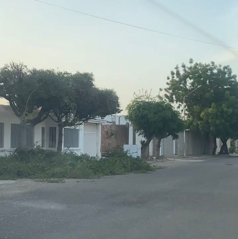 Maracaibo sancionó a dos ciudadanos por cortar dos búcaros