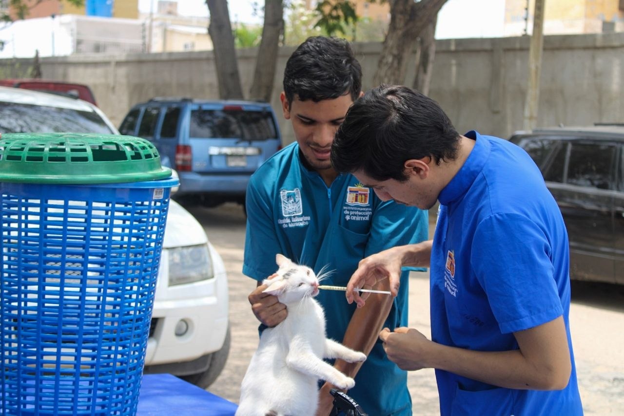​¡Dale un hogar! El IMPA impulsa la protección animal en Maracaibo.