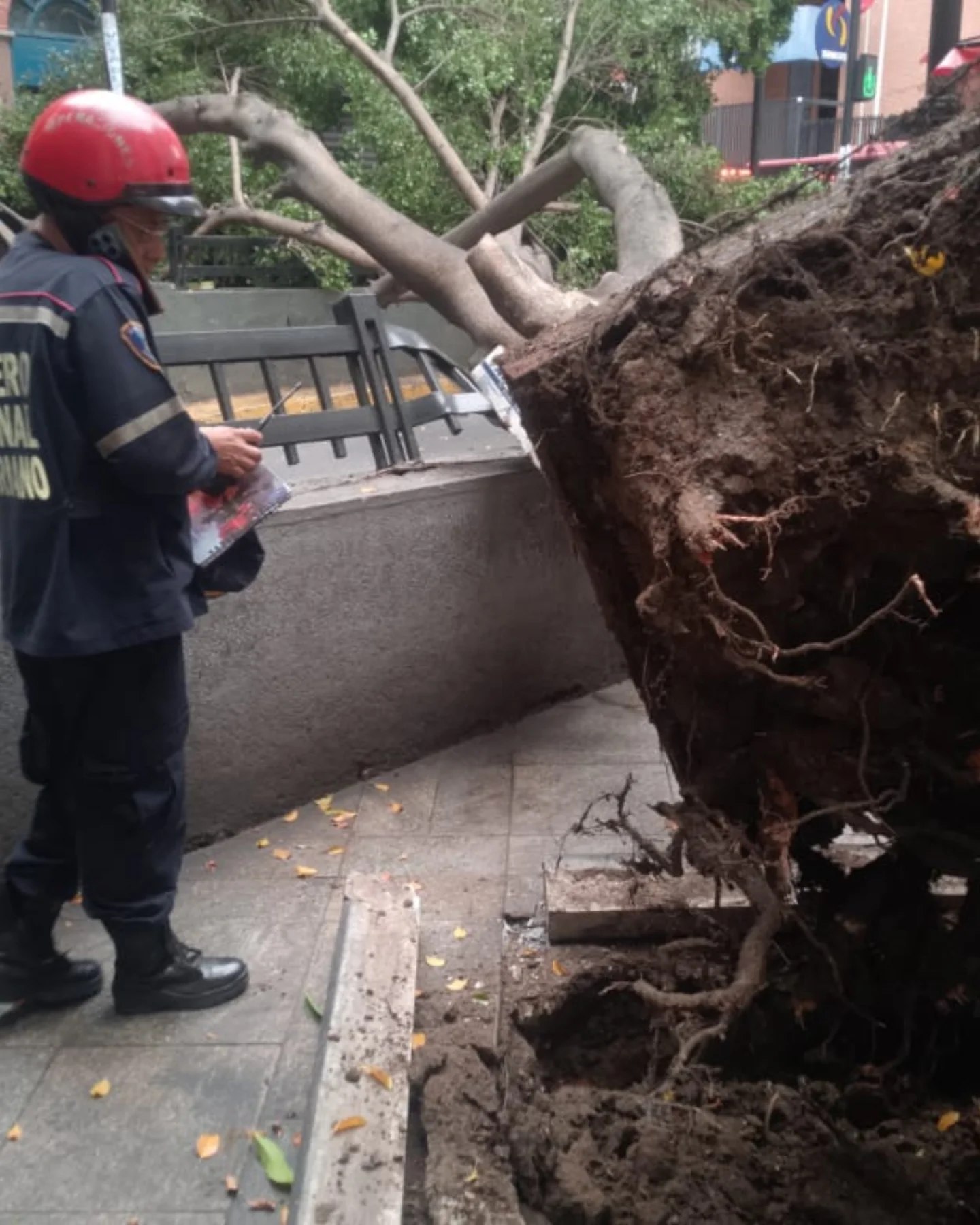 Caracas: Despliegan cuadrillas tras caída de árboles por lluvias