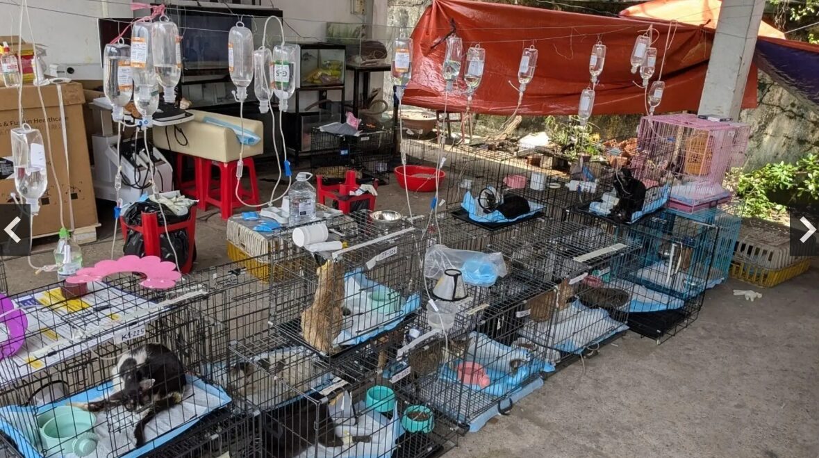 En Vietnam rescatan más de 400 gatos de una red de comercio ilegal de carne