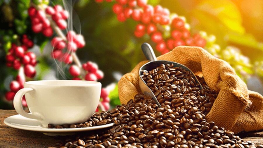 Café y cacao venezolano lideran la oferta exportable hacia el mercado estadounidense