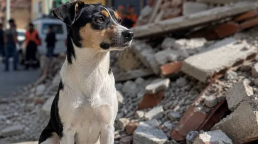 Misión Nevado pide afiches para reunir a mascotas rescatadas con sus dueños tras terremotos