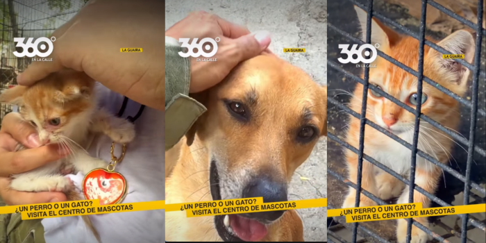 ¿Quieres un perro o un gato para tu hogar?