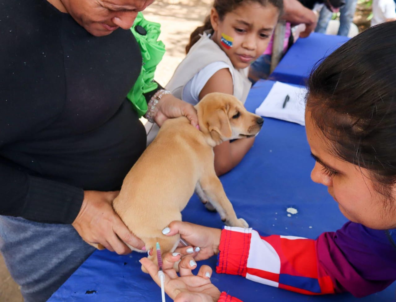 ¿Necesitas esterilización para tu mascota? Entérate dónde