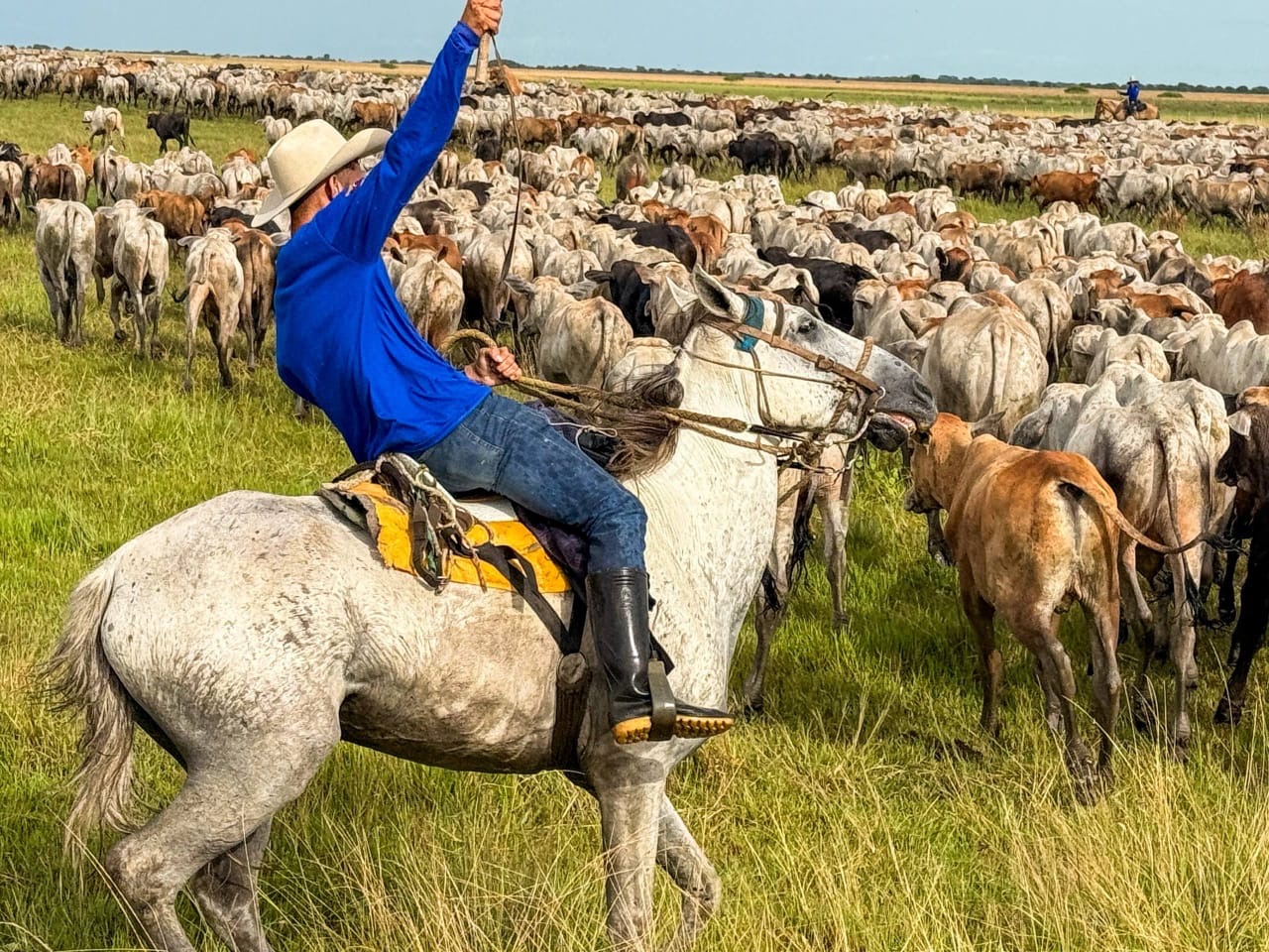 Titán de la sabana: ¡Apure rompe récord con el arreo de ganado más grande de Venezuela y América Latina!