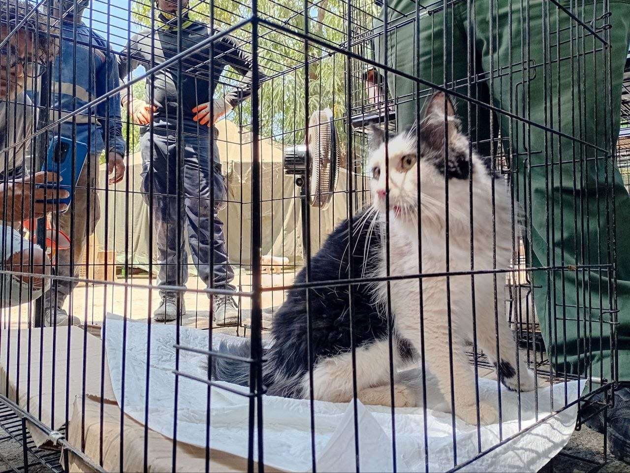 Increíble milagro en La Guaira: rescatan a un gato tras 49 días atrapado