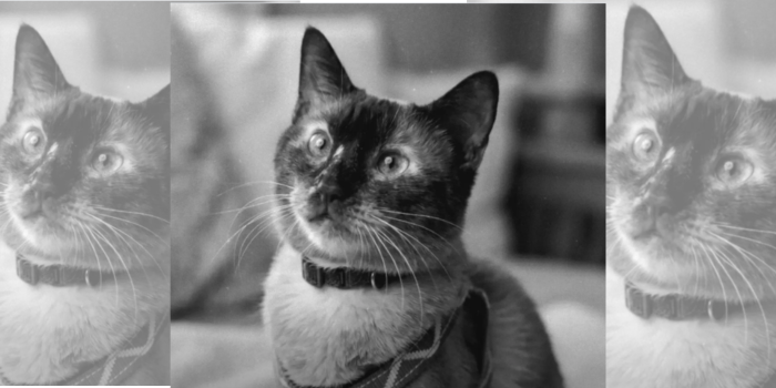 ¡Murió Félix!: el gato que sobrevivió 37 días bajo los escombros 