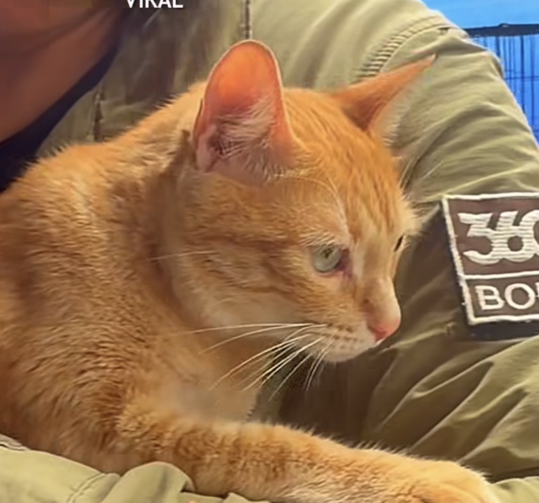 Celebremos el Día Internacional del Gato con la adopción: 600 gatos y perros esperan por ti