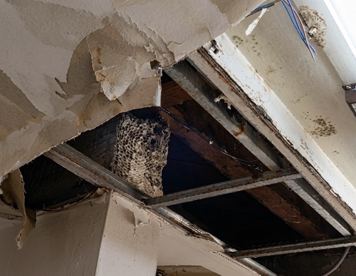 CDI de Santa Cruz del Este en ruinas: Vecinos exigen la rehabilitación urgente