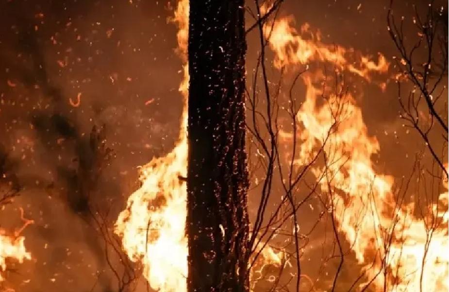 Incendios forestales en Francia dejan 402 detenidos