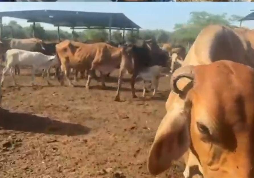 Alcaldía de Maracaibo trabaja en la caracterización de la ganadería bovina