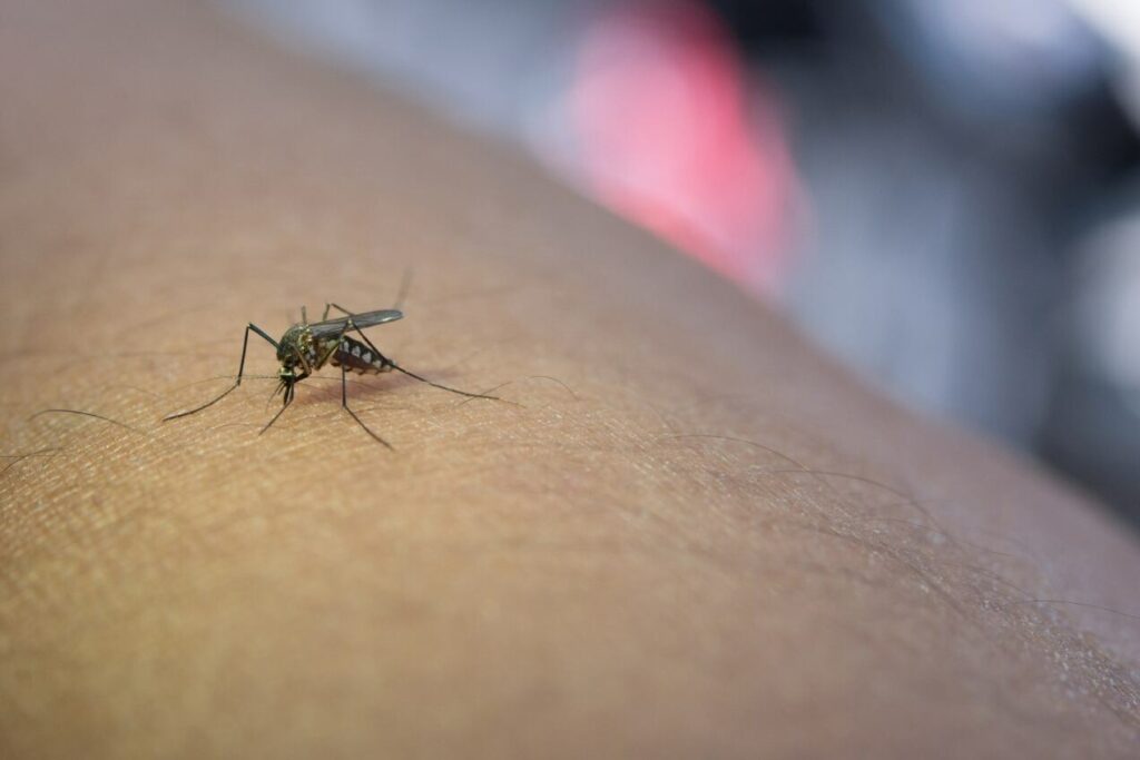 Colombia frena el avance del brote de dengue: contagios disminuyen un 27 % en todo el país