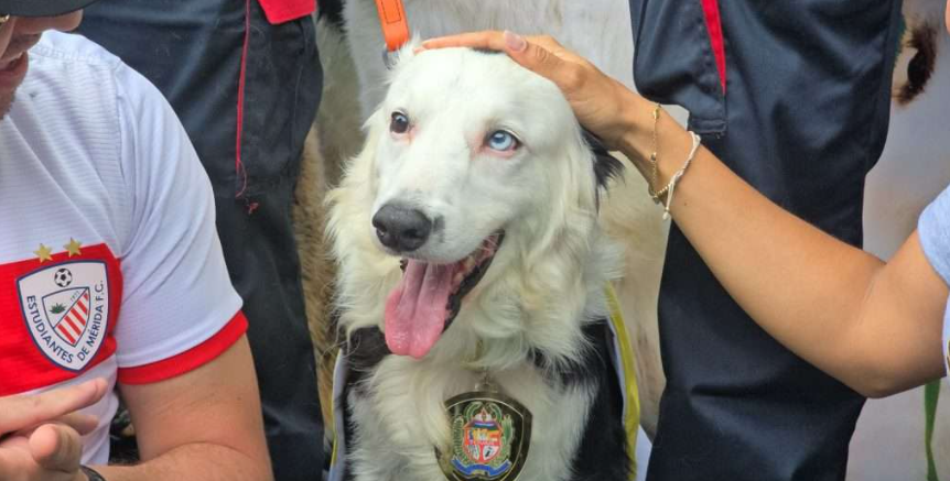 Tsunami engalanó la XVI Caminata Canina en Mérida