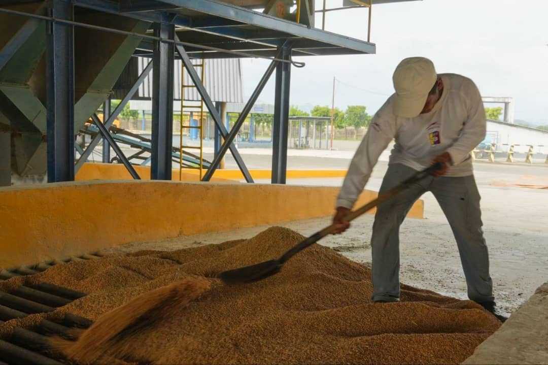 Portuguesa destaca por el éxito en su nueva cosecha de arroz