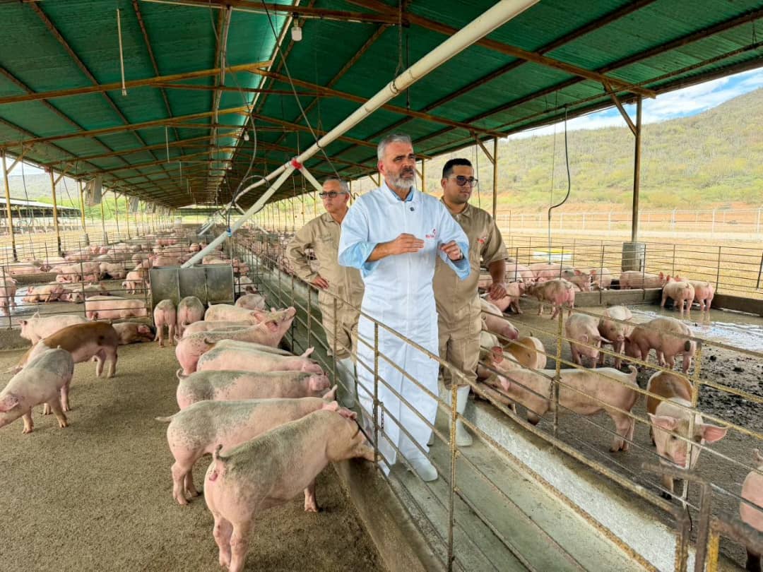 El sector porcino garantiza el autoabastecimiento en Venezuela