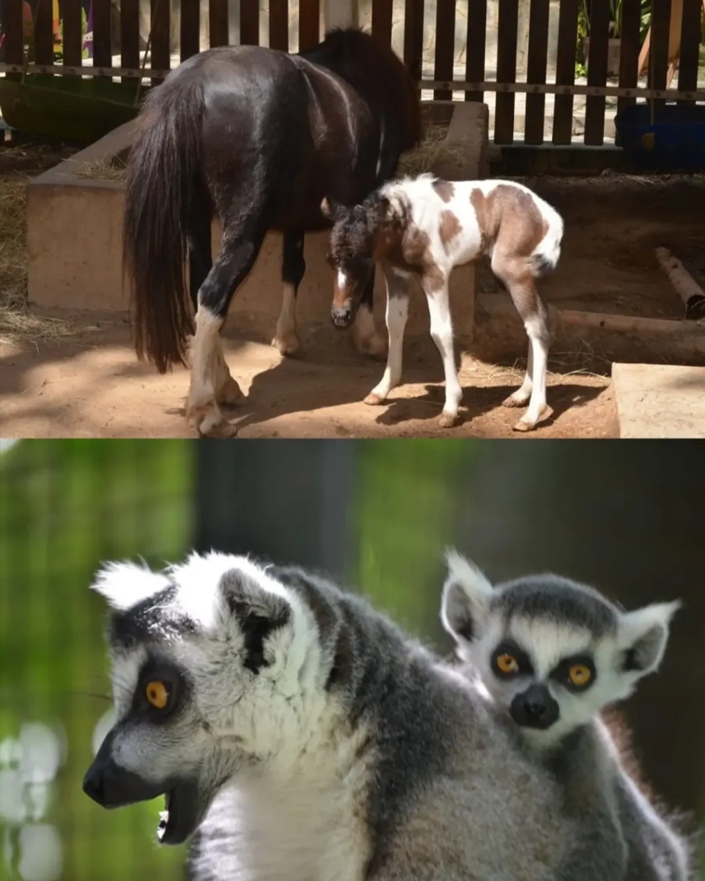 Zoológico El Pinar marca un hito en la reproducción y cuidado de fauna silvestre