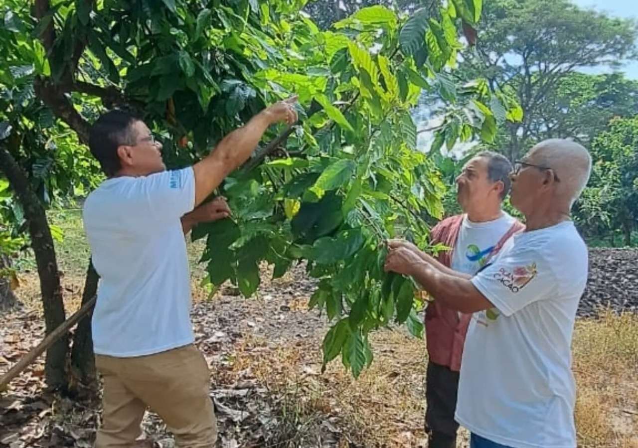 ​Innovación tecnológica en Barinas: soluciones biológicas para blindar los cultivos de cacao