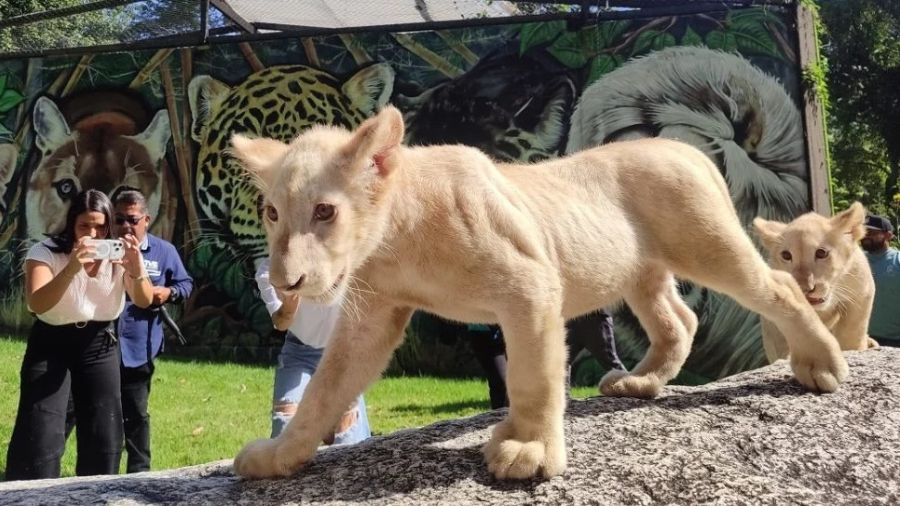 ​El Parque Zoológico Las Delicias suma nuevos leoncitos a su programa de conservación